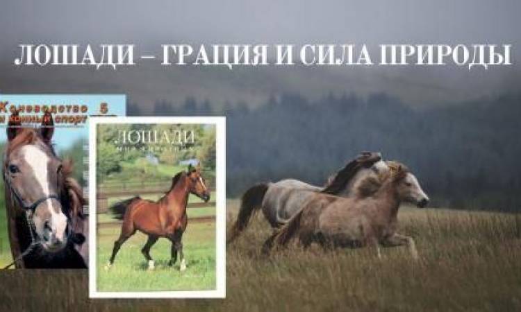 Лошади – грация и сила природы